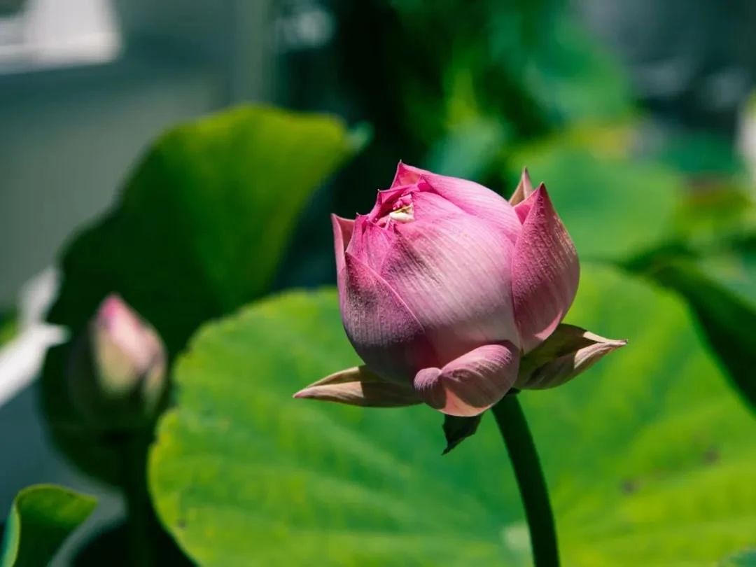 ��õķ������ǡ�����˫�ޡ�