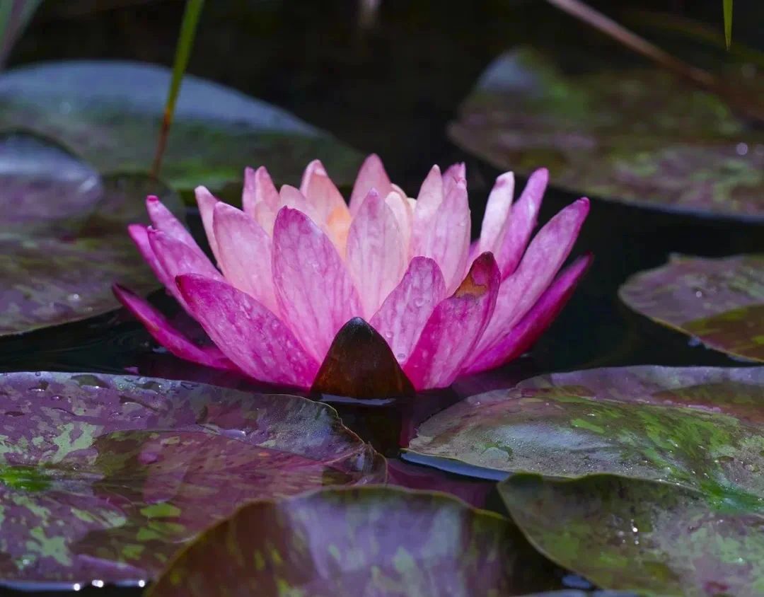 ���������ǽ�������ȥ��