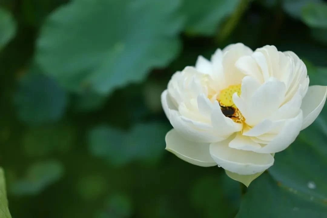 �������ġ�˵�����ɡ�_���ѧ����