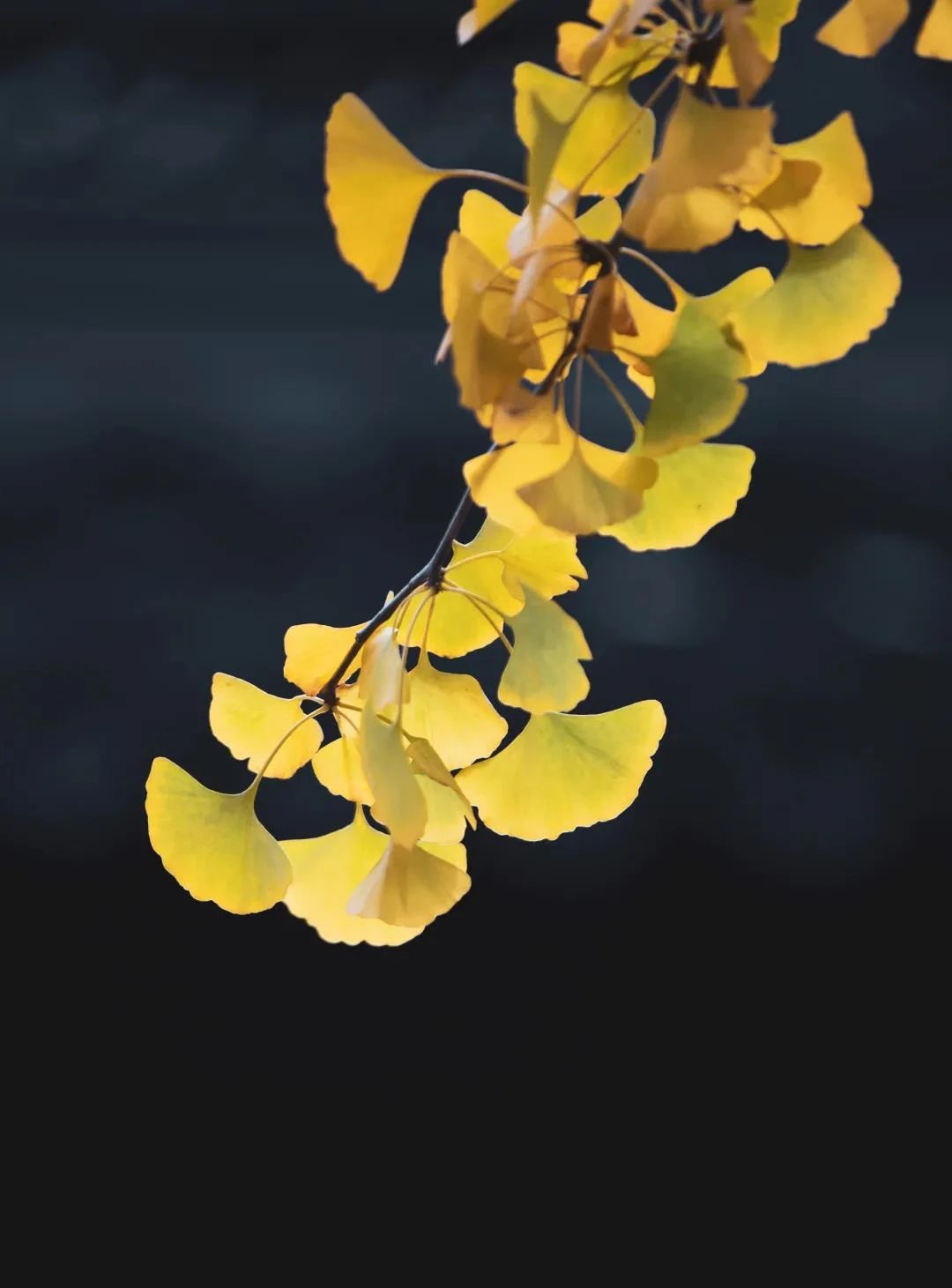 ����ִ������ʲô��Ч������