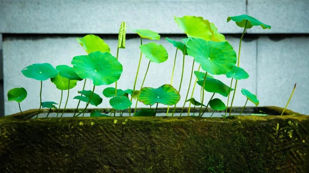 如果阿弥陀佛今天来接我…… 如果阿弥陀佛今天来接我……