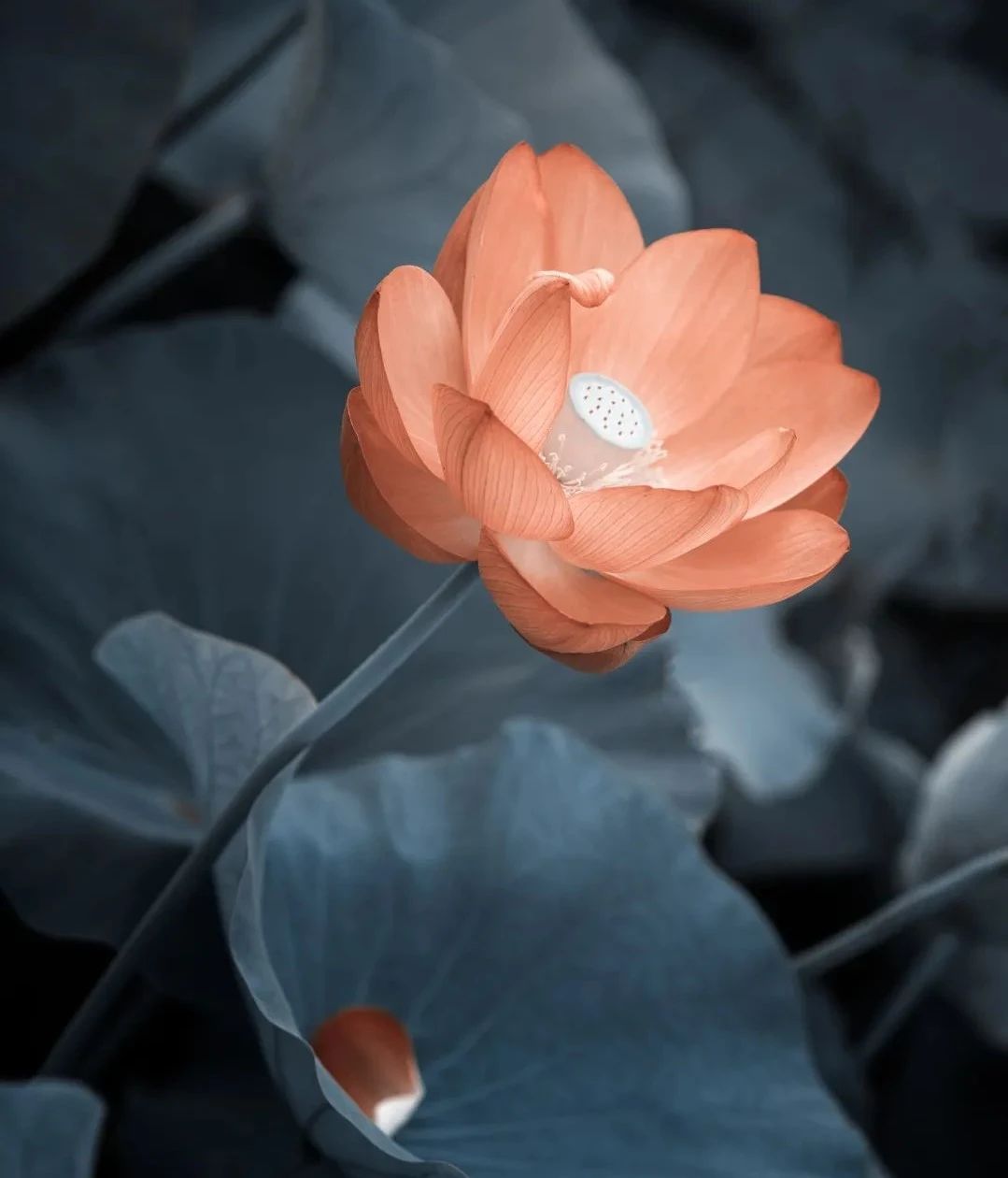 ����⣺Ҫ���ӣ�Ҫ���֣�