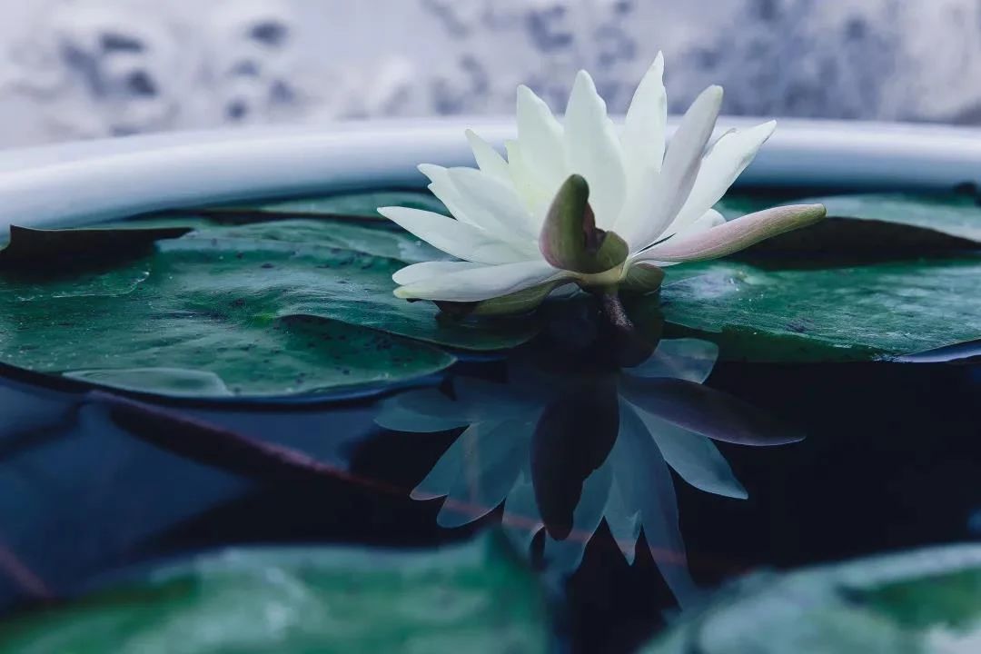 ���Ҫ��������гɹ�������