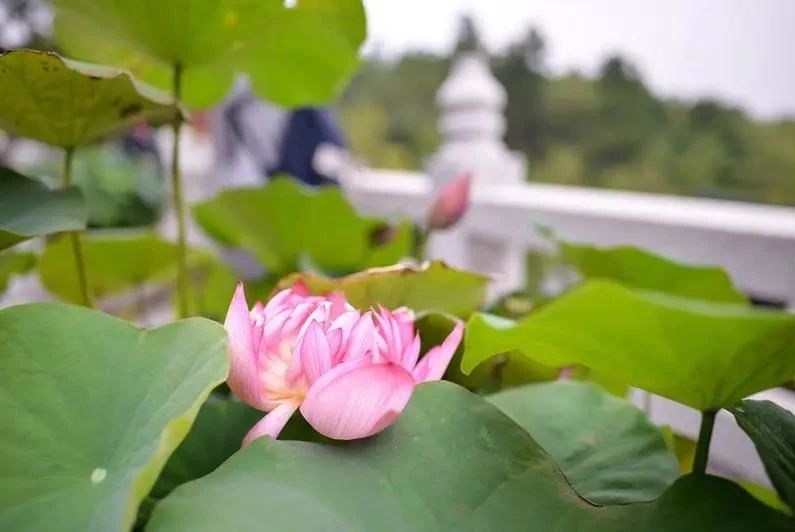 ѧ�����������������Ϊ��������