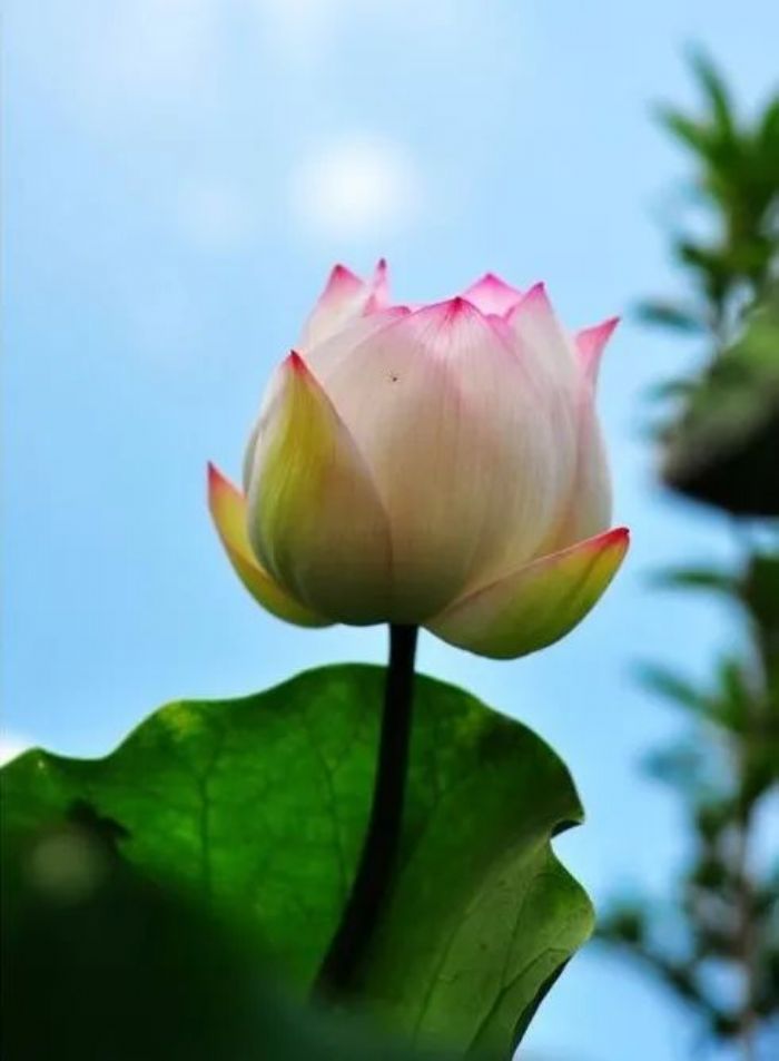 星云大师经典语录 星云大师经典语录