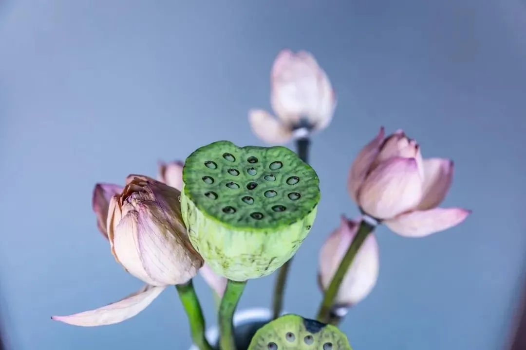 现在求福报,年老再求往生可以吗? 现在求福报,年老再求往生可以吗?