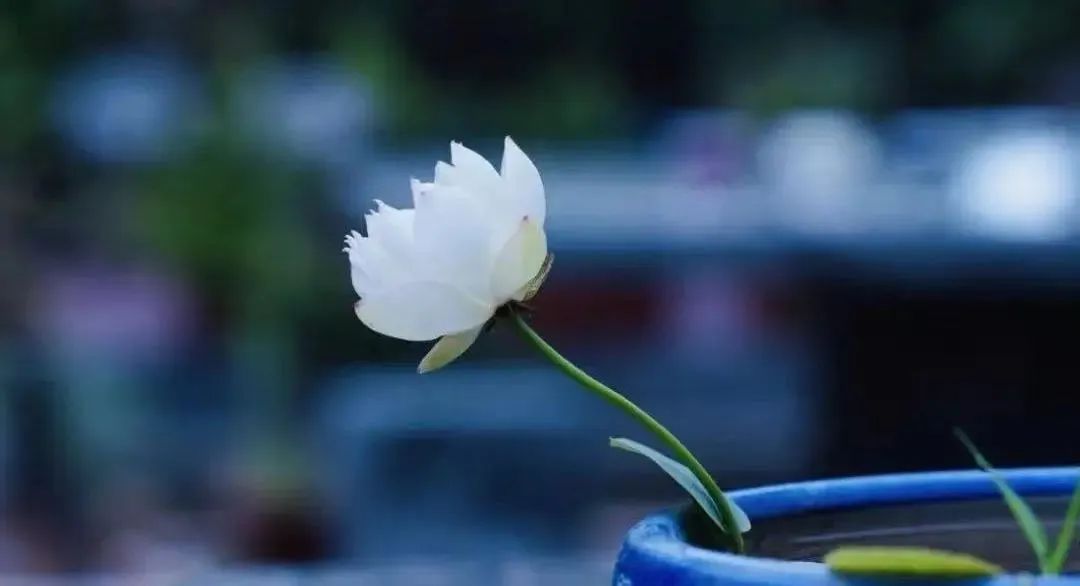 ���������ġ����Ĺǡ�