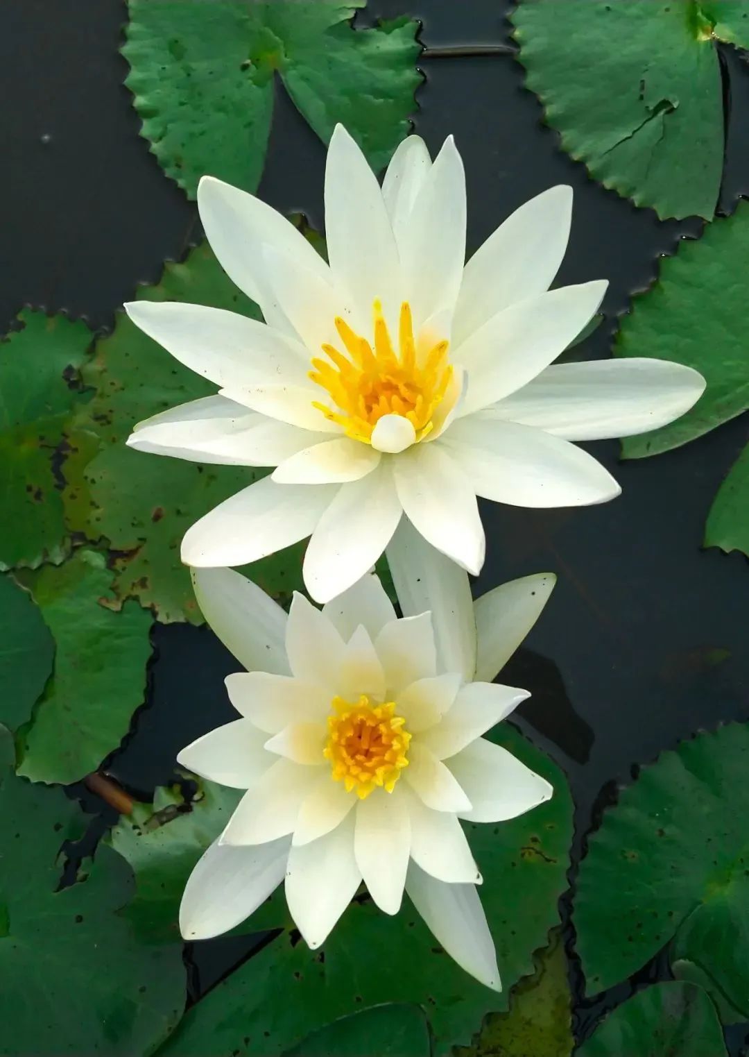 ������ͷһ���������˺ô�ĸ�������