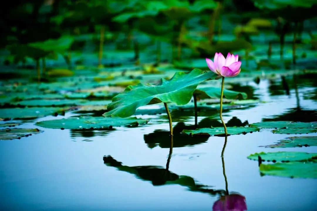 ��αطŲ��£�