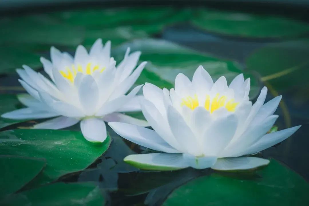 Ϊʲô�ý��������������ۣ�