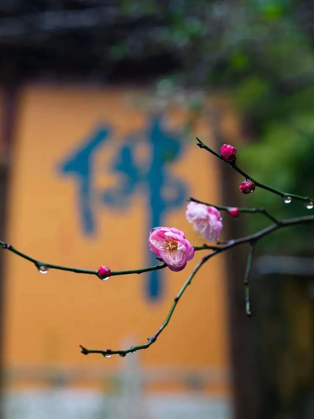 ɢ�ң������ܴﵽһ�Ĳ��ң�