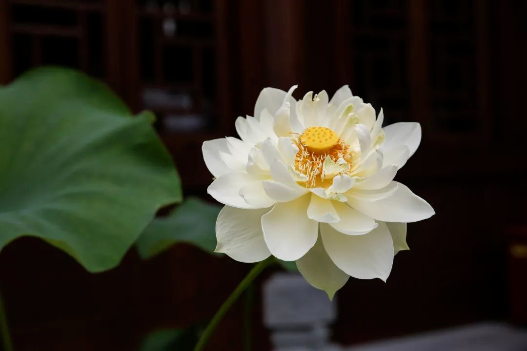 һ������ִ���ģ����ľ����˹Ұ�