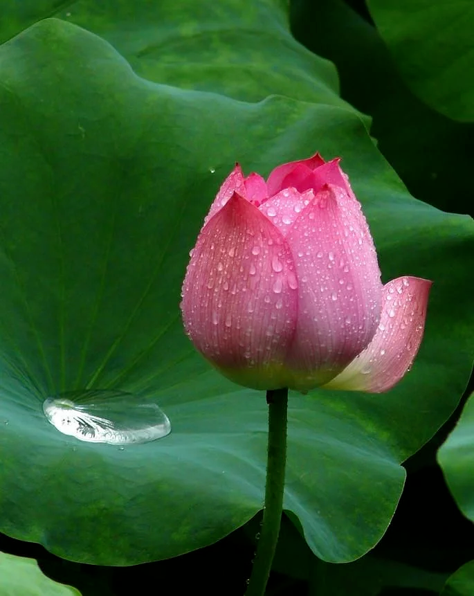 要正确的忆念娑婆世界 要正确的忆念娑婆世界