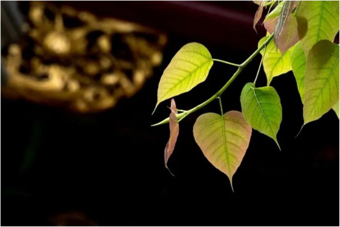 内心要是不想改变,佛菩萨来也没用 内心要是不想改变,佛菩萨来也没用