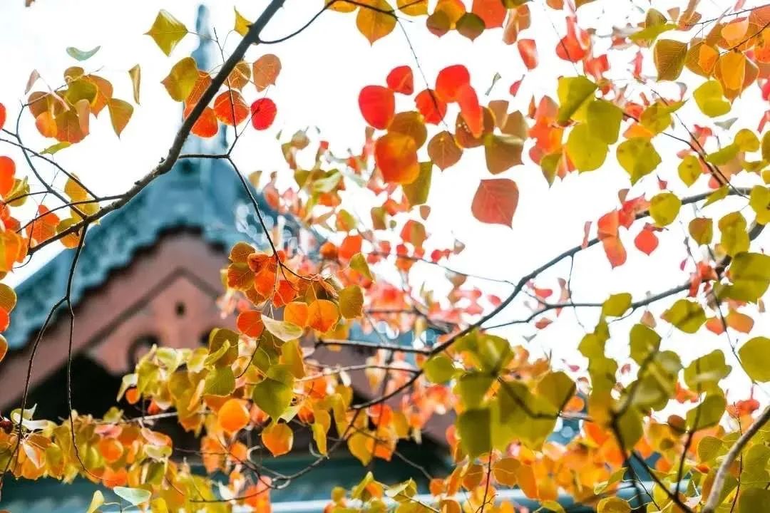 ����һ��ƽ���ģ�Ц���������ֿ࣡