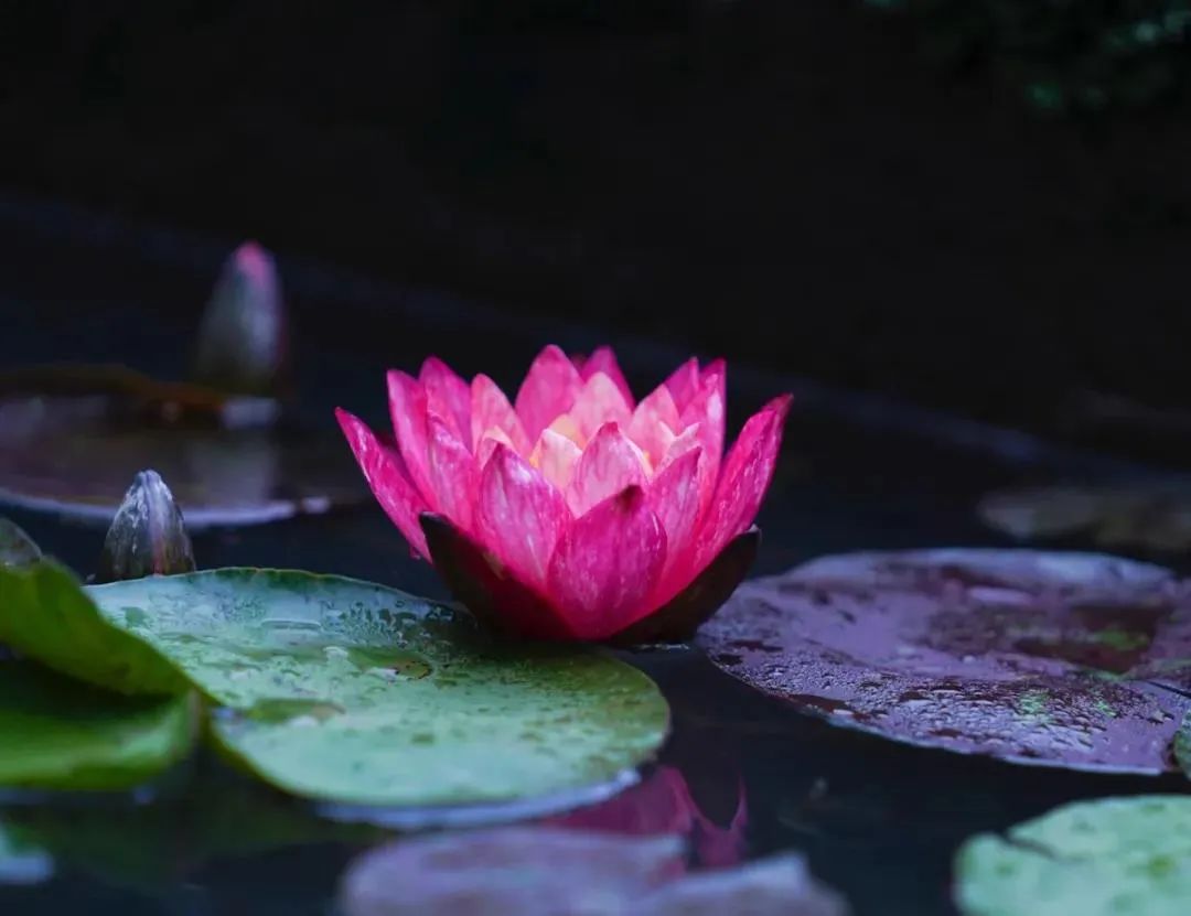 �����ز�����ţ��һ��������