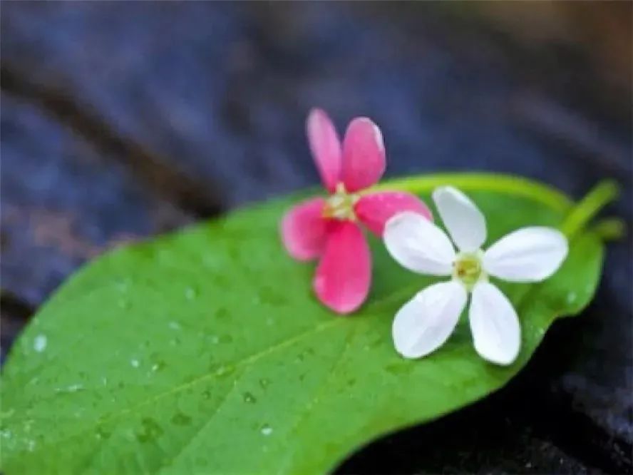 �������࣬����ִ����_​