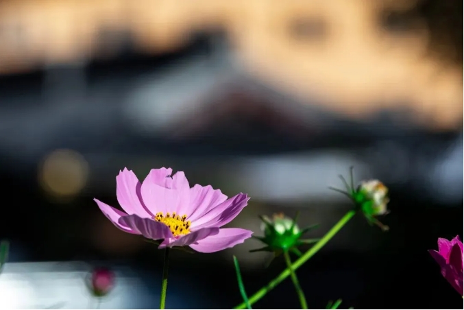 ������Ը�����ǻ����������˵ʲô��