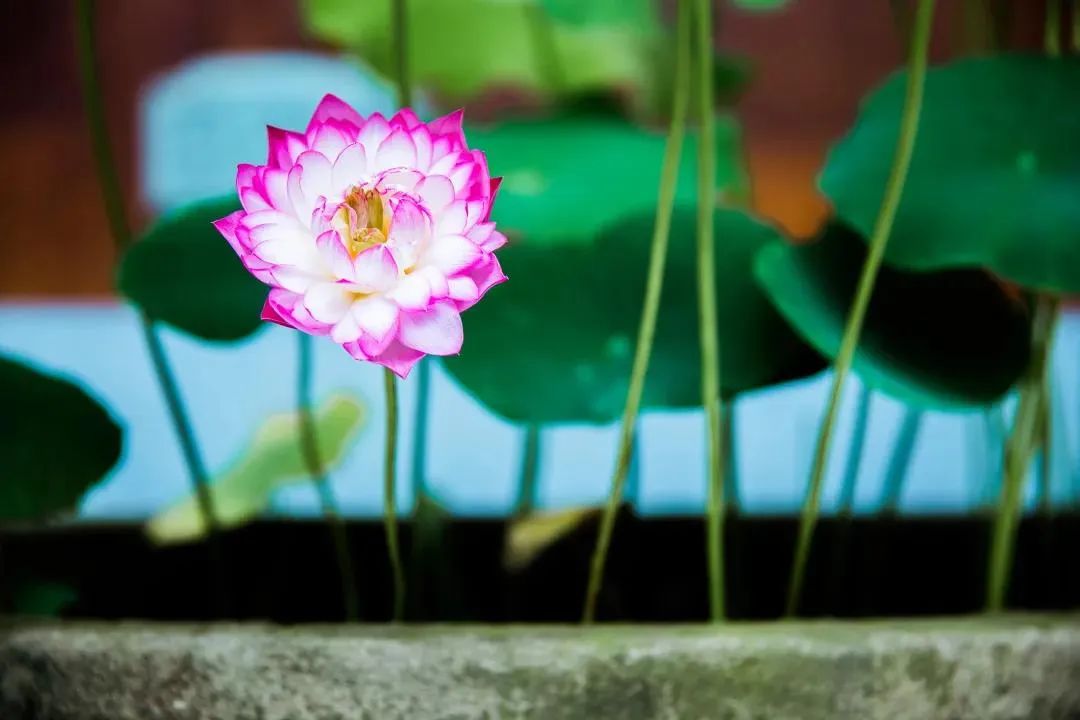 这些学佛的重点一定要掌握! 这些学佛的重点一定要掌握!