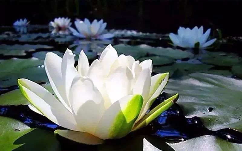 �������·�ϵ�������;�����ɲ�֪��