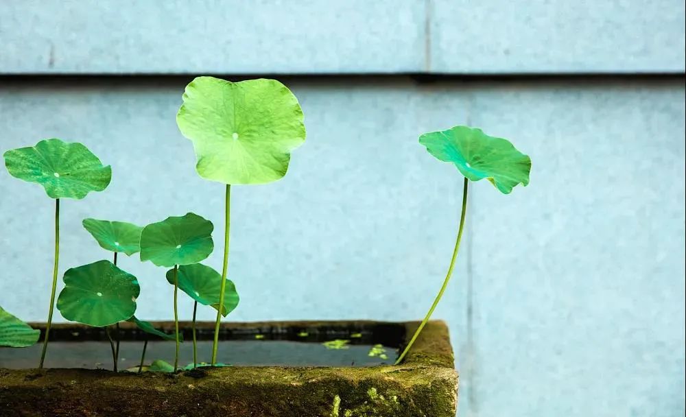 �����ο˷����ɢ��?