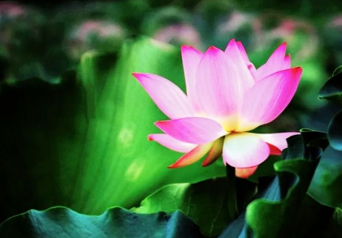 �����ο˷����ɢ��?