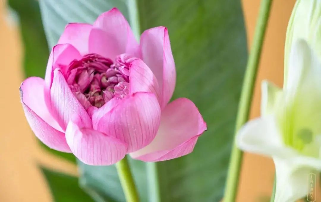 ����ѧ���𷨡�������ѧ����ѧ����