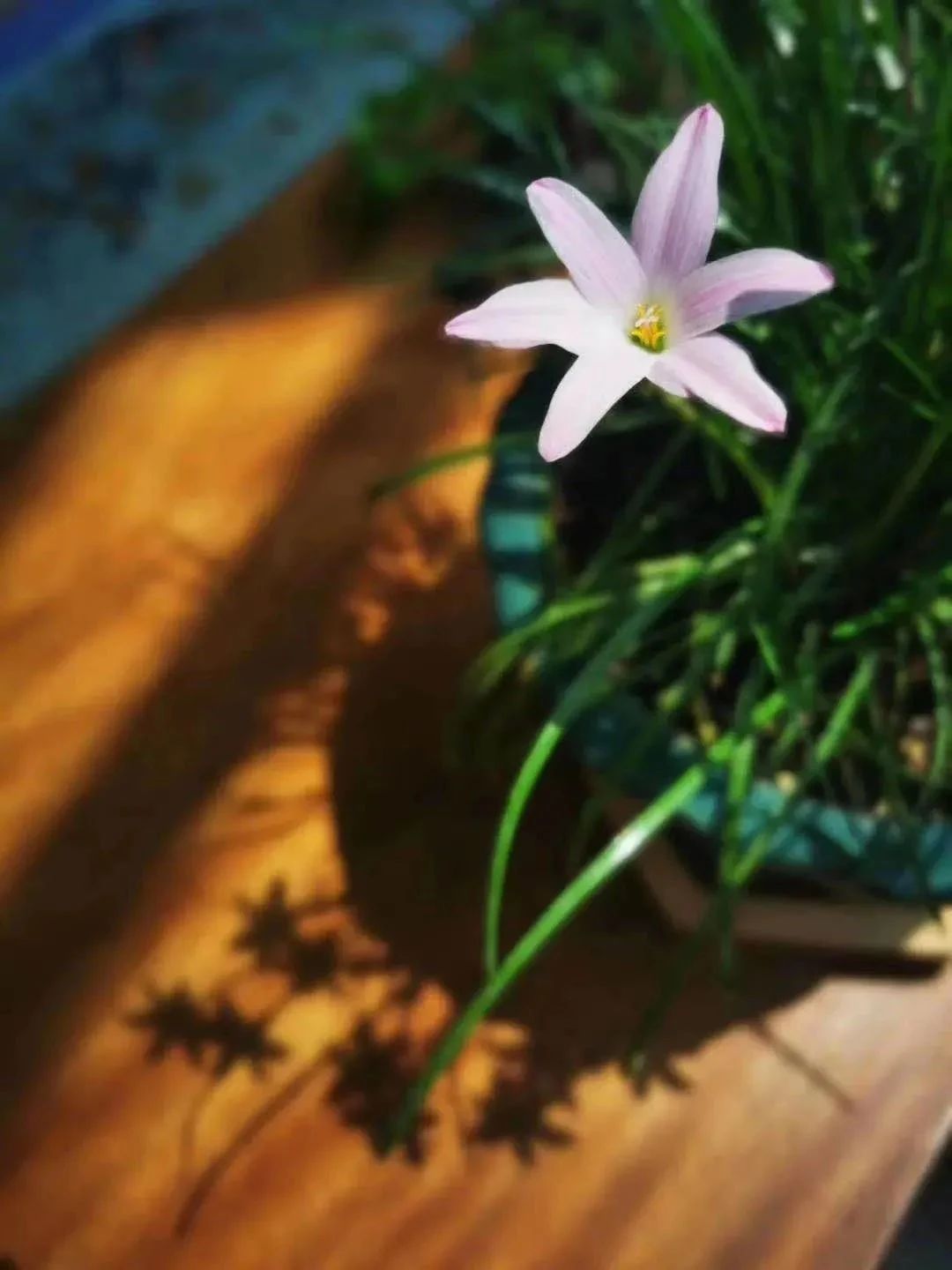 ���������У�������ϸ����