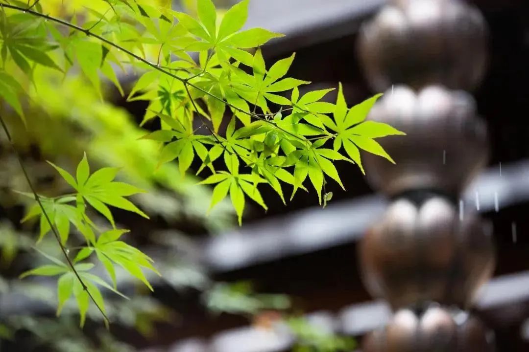 发愿是修行根本 发愿是修行根本