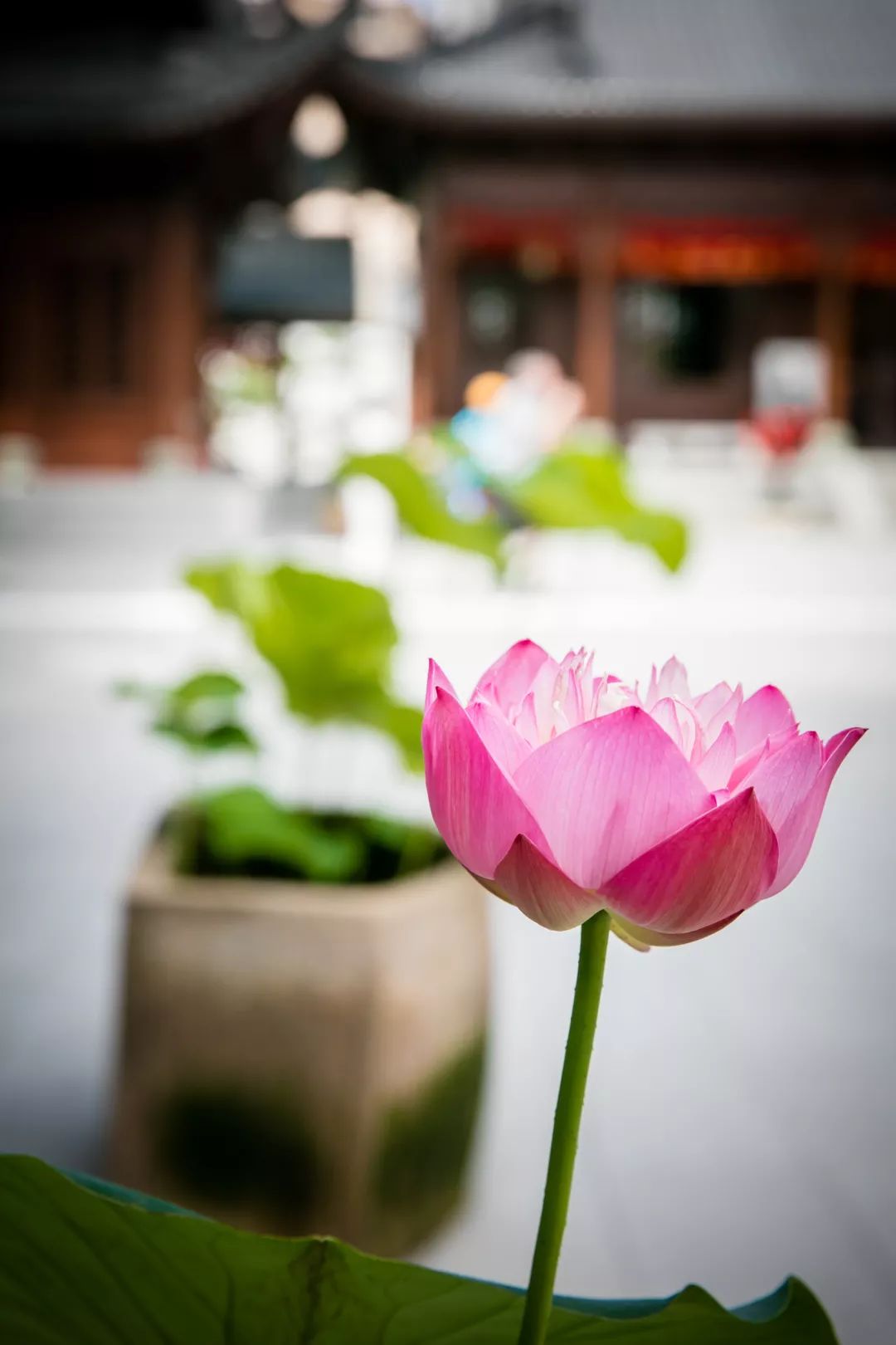 ����ʲô�������ĸ��֡����ڵ��¡�