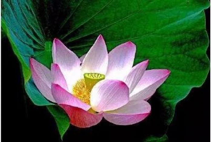 ӡ�ⷨʦ���Ĺ���ϣ���ҵ������