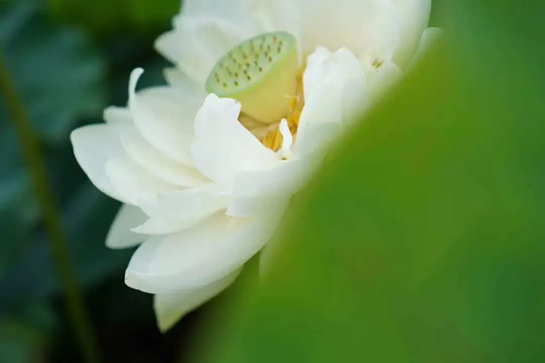 �����İ��������