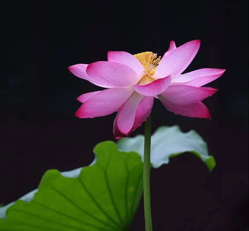 在生活中了生死,在了生死中生活 在生活中了生死,在了生死中生活