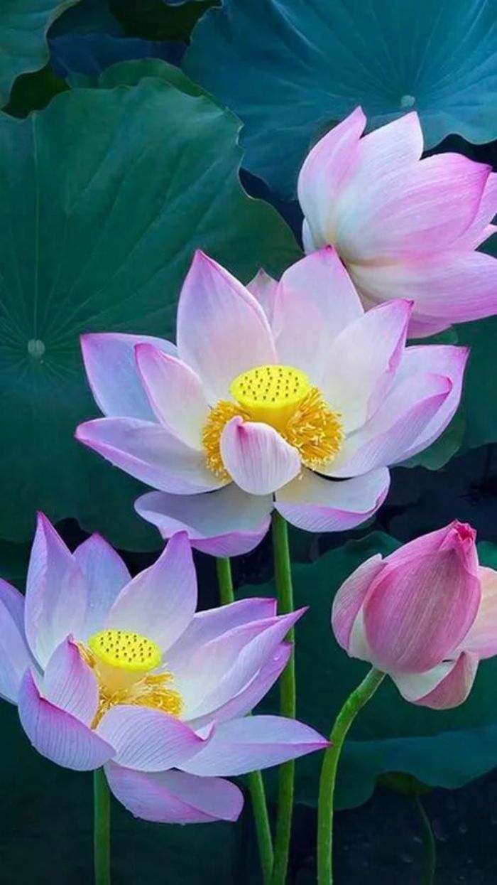 ӡ�ⷨʦ���𷨵���Ҫ���⣬����������