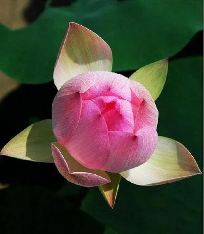 ӡ�ⷨʦ����δ�в�Ը�Լ���������Ϥ�Գ��ٰ�����