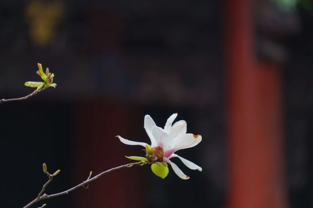 ������Ⱦ�����