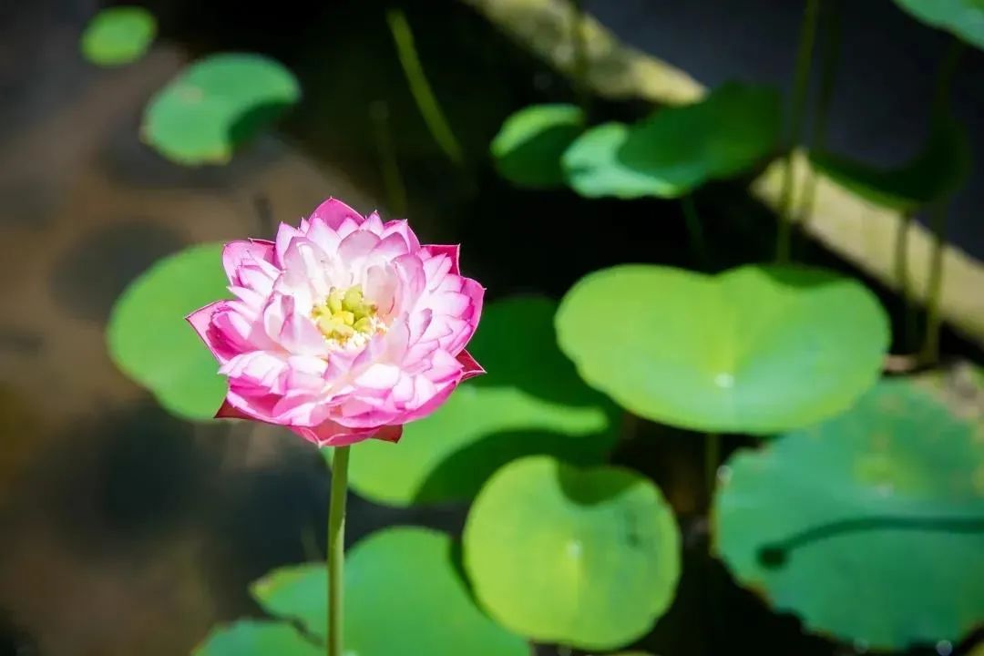 �����㡰��������������������