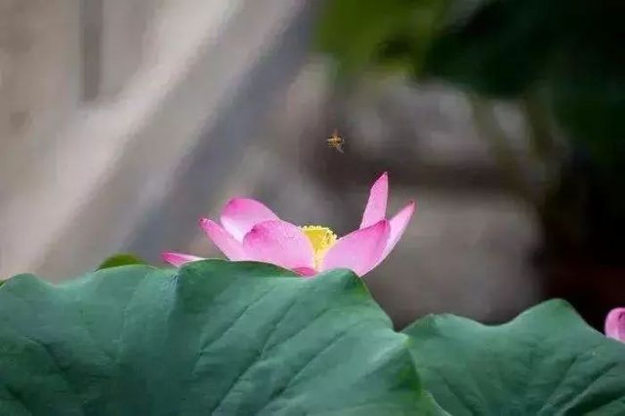 ӡ�ⷨʦ��ѧ���ߣ���Ҫȥ����֮��