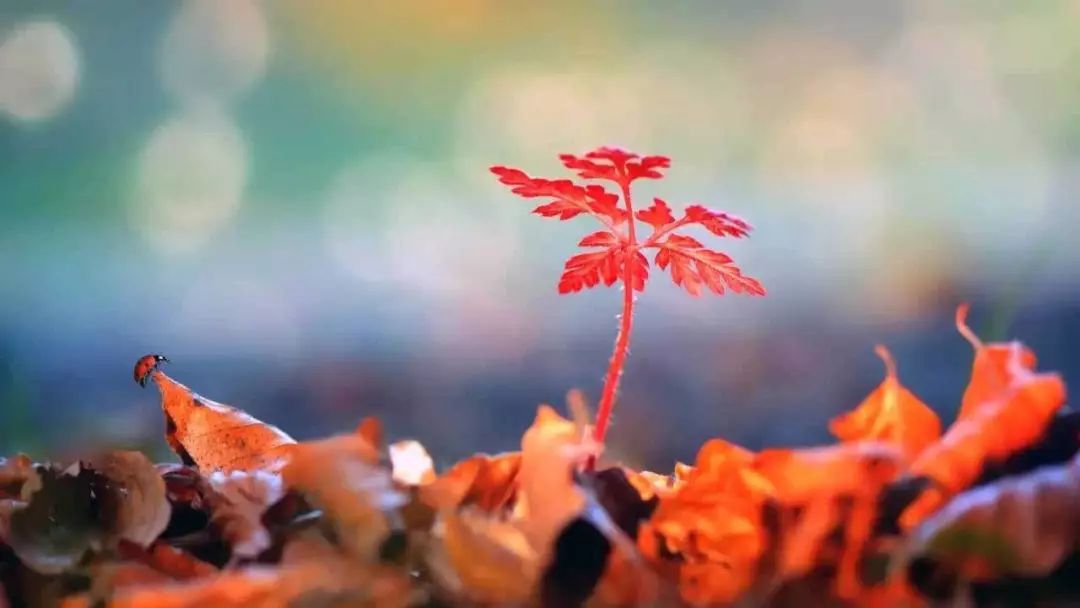 ��֪���ǻ𣬷����Ѷ�ʱ