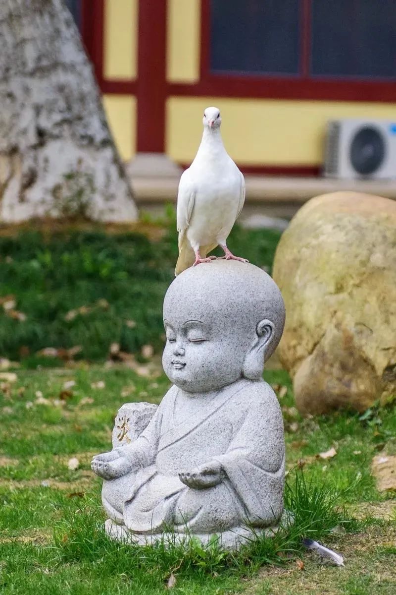 ӡ�ⷨʦ��һ�Ĳ��ң�����רע����ж�