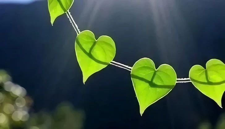 �������ģ����²�Թ������