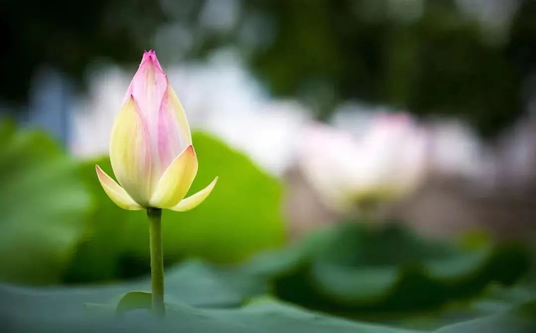 学佛学什么?进来看看! 学佛学什么?进来看看!