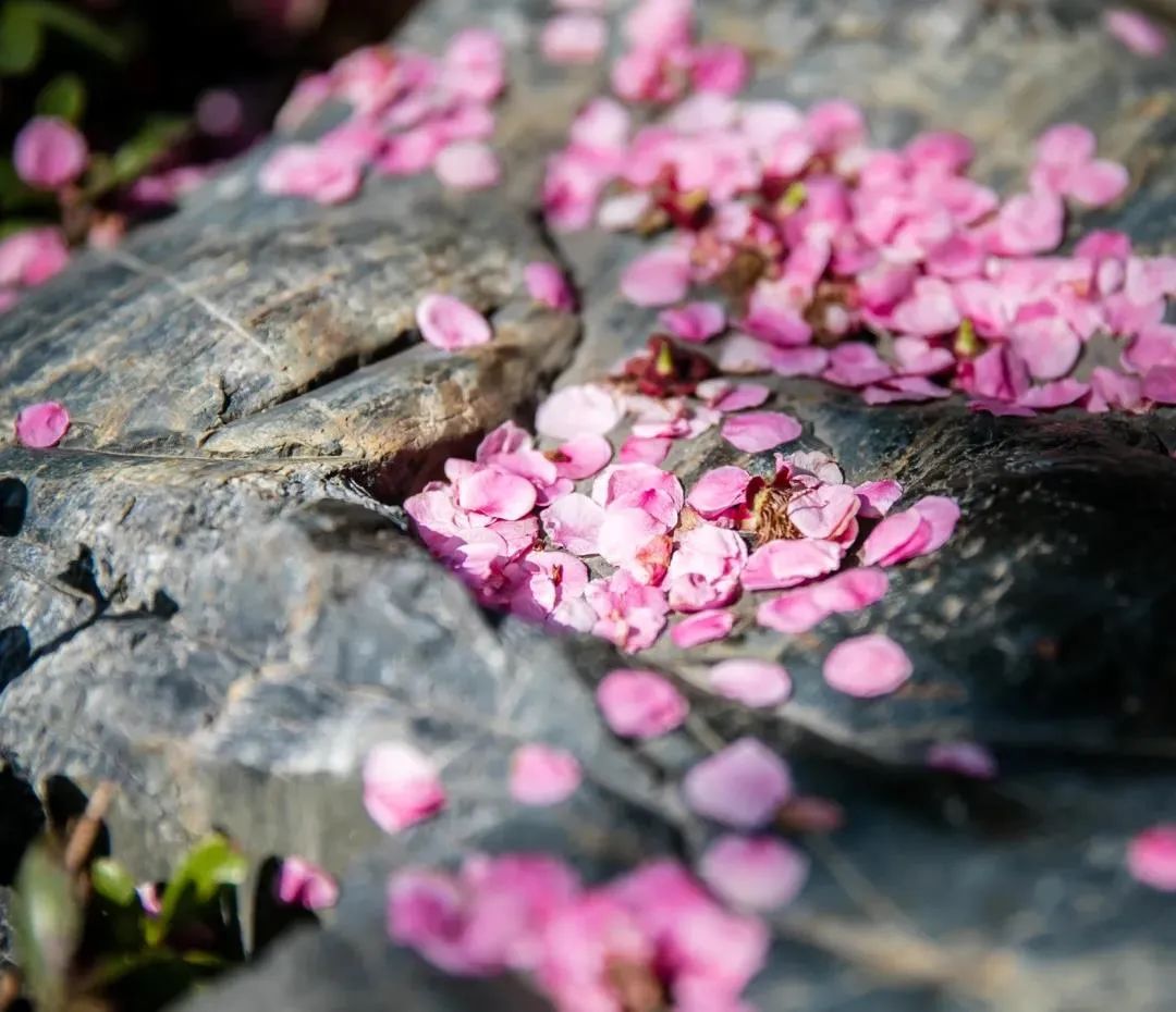 ���в��Ƶ���ͷ�������˺��Ķ����Լ�