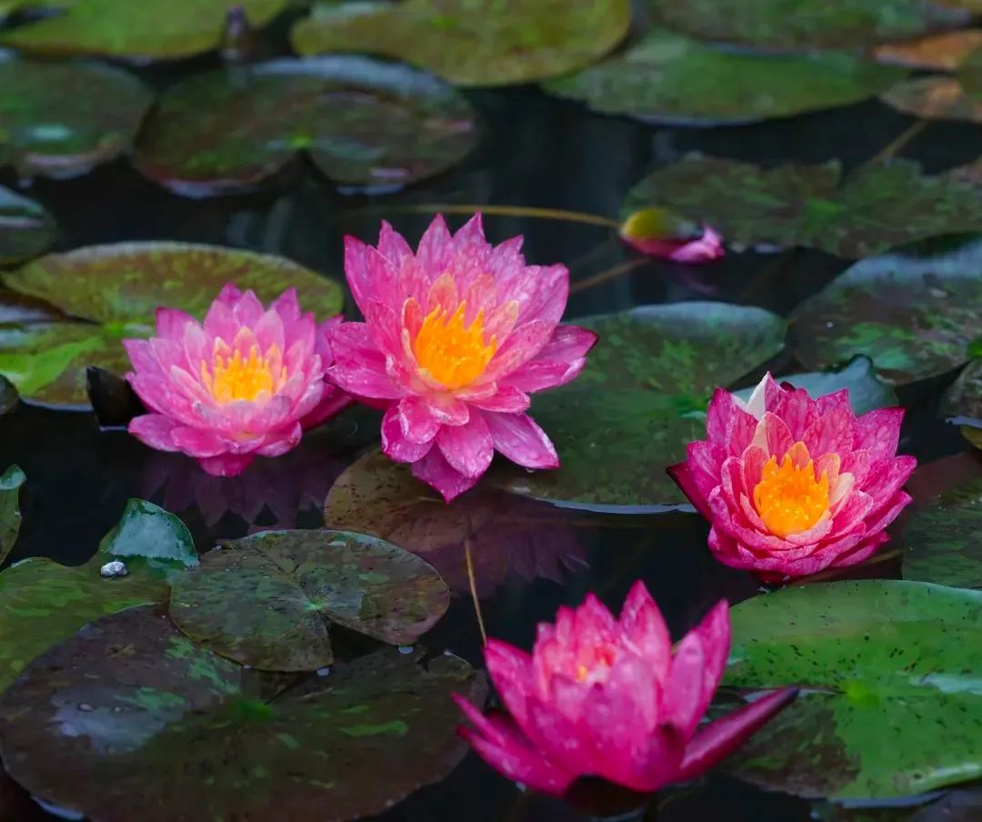 �����Ը�У�����������