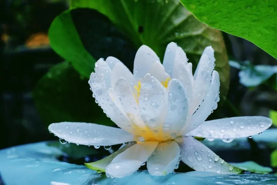 ��������������Ŀ����𣿿���ʦ����ô˵