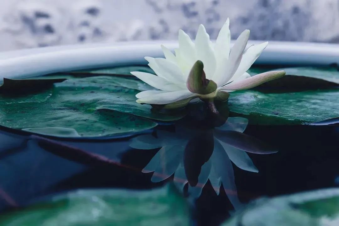 ���Ҫ��������гɹ�������