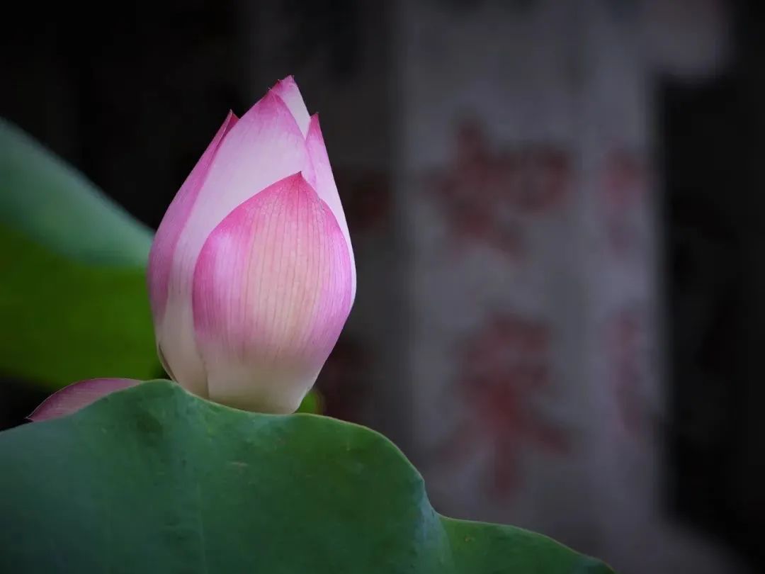 只要一念觉悟,佛就来了 只要一念觉悟,佛就来了