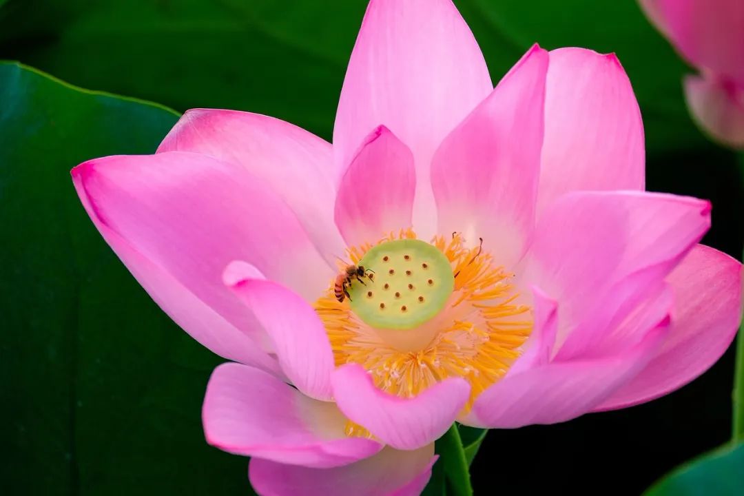 ӡ�ⷨʦ����Ը�����У���δ��һ�ģ��������