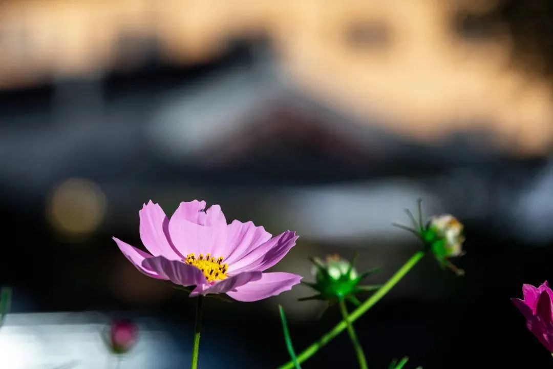 ����������Ӧ���ѧ��