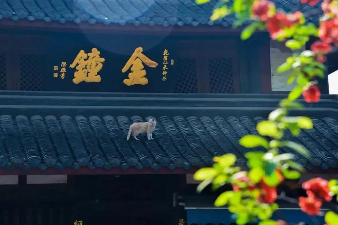 ��������ӱ��˵��Ƿǡ��ƶ񡢹����أ�